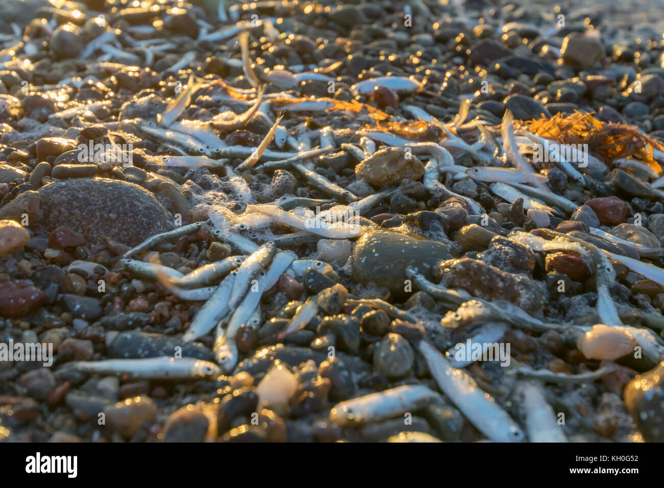 Whitebait échoués sur le rivage à Dinas Dinlle côte Nord du Pays de Galles près de Caernarfon Banque D'Images