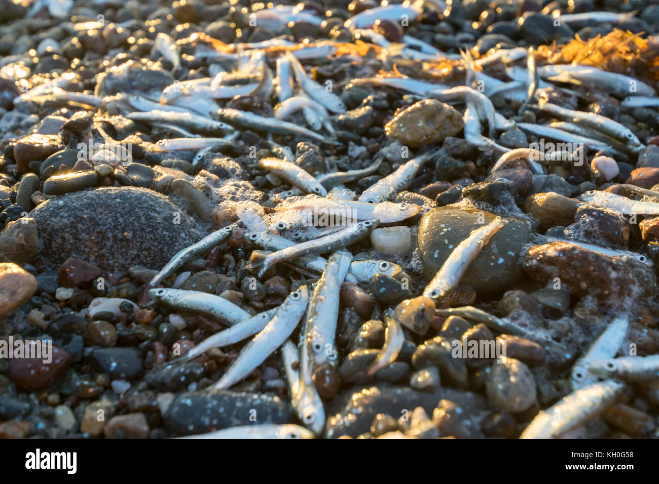 Whitebait échoués sur le rivage à Dinas Dinlle côte Nord du Pays de Galles près de Caernarfon Banque D'Images
