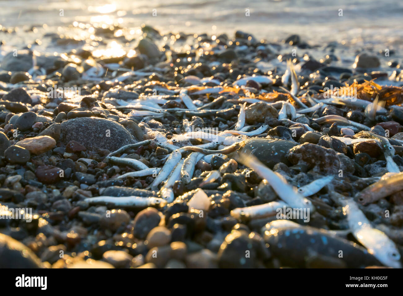 Whitebait échoués sur le rivage à Dinas Dinlle côte Nord du Pays de Galles près de Caernarfon Banque D'Images