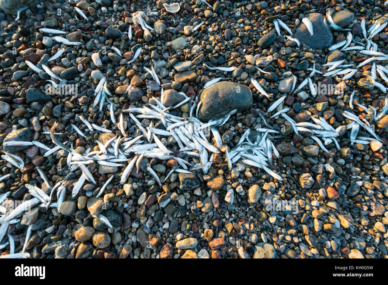 Whitebait échoués sur le rivage à Dinas Dinlle côte Nord du Pays de Galles près de Caernarfon Banque D'Images
