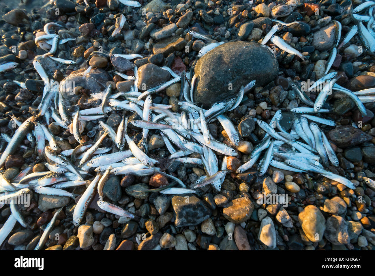 Whitebait échoués sur le rivage à Dinas Dinlle côte Nord du Pays de Galles près de Caernarfon Banque D'Images