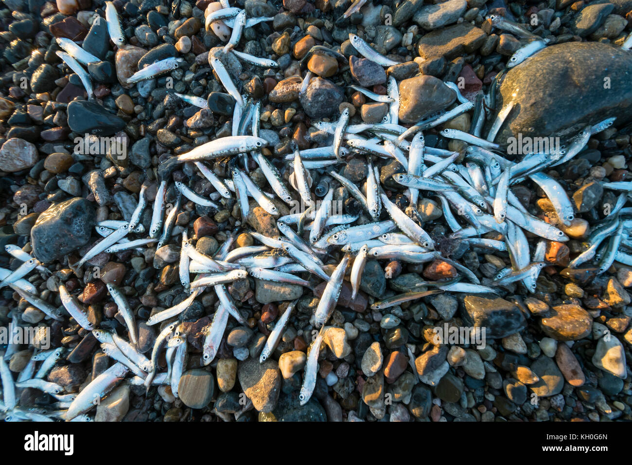 Whitebait échoués sur le rivage à Dinas Dinlle côte Nord du Pays de Galles près de Caernarfon Banque D'Images
