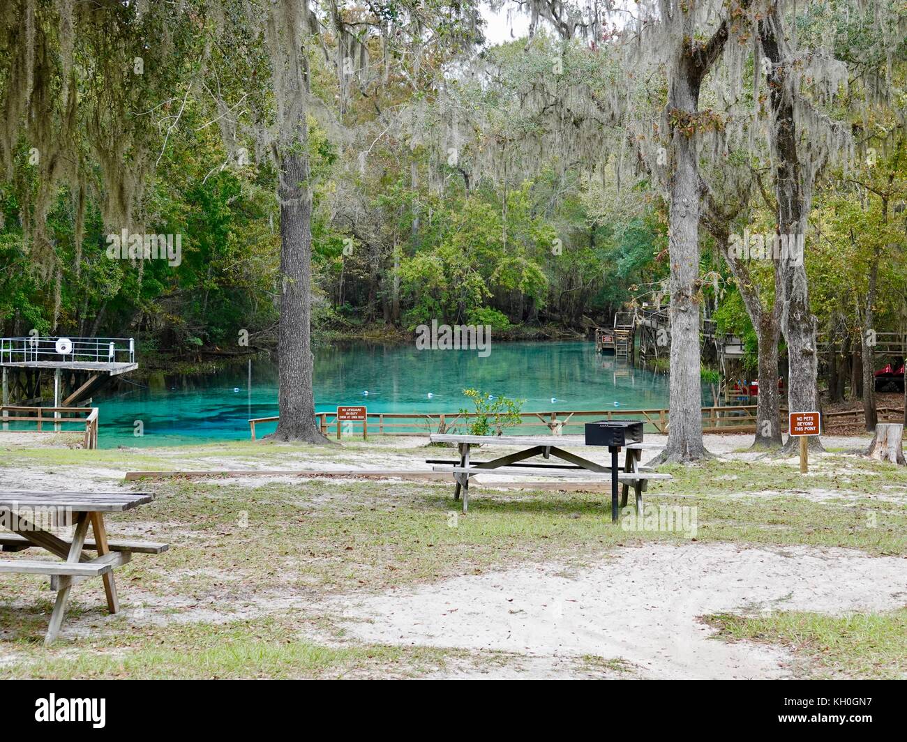 Gilchrist, Blue Springs State Park, le long de la Santa Fe River, comté de Gilchrist, Florida, USA Banque D'Images