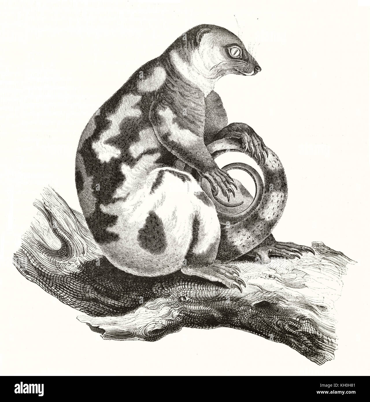Ancienne commune de l'illustration gravée le couscous tacheté (Spilocuscus maculatus). Par auteur non identifié, publ. sur Magasin Pittoresque, Paris, 1847 Banque D'Images