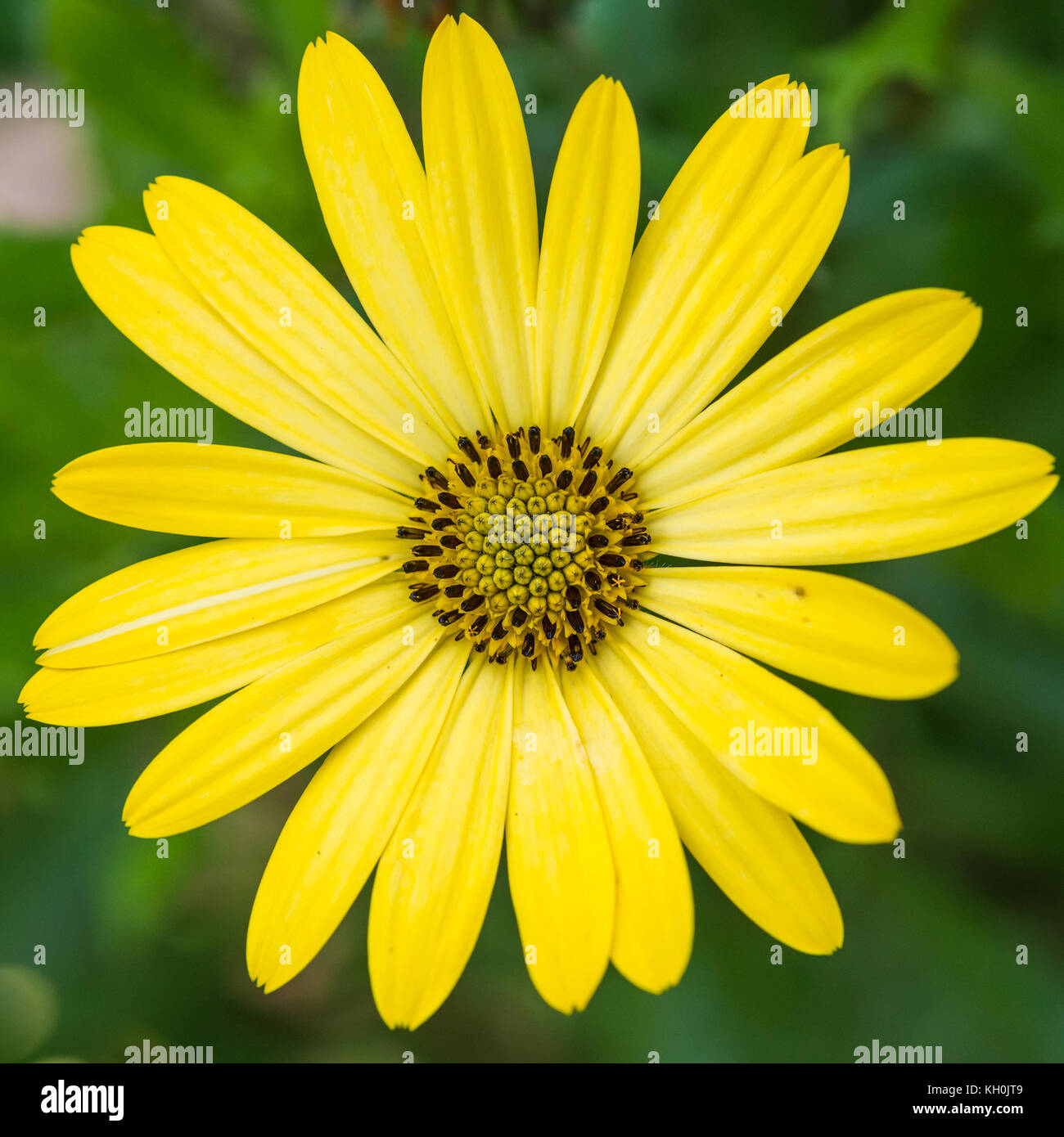 Un plan macro sur une fleur osteospermum jaune. Banque D'Images