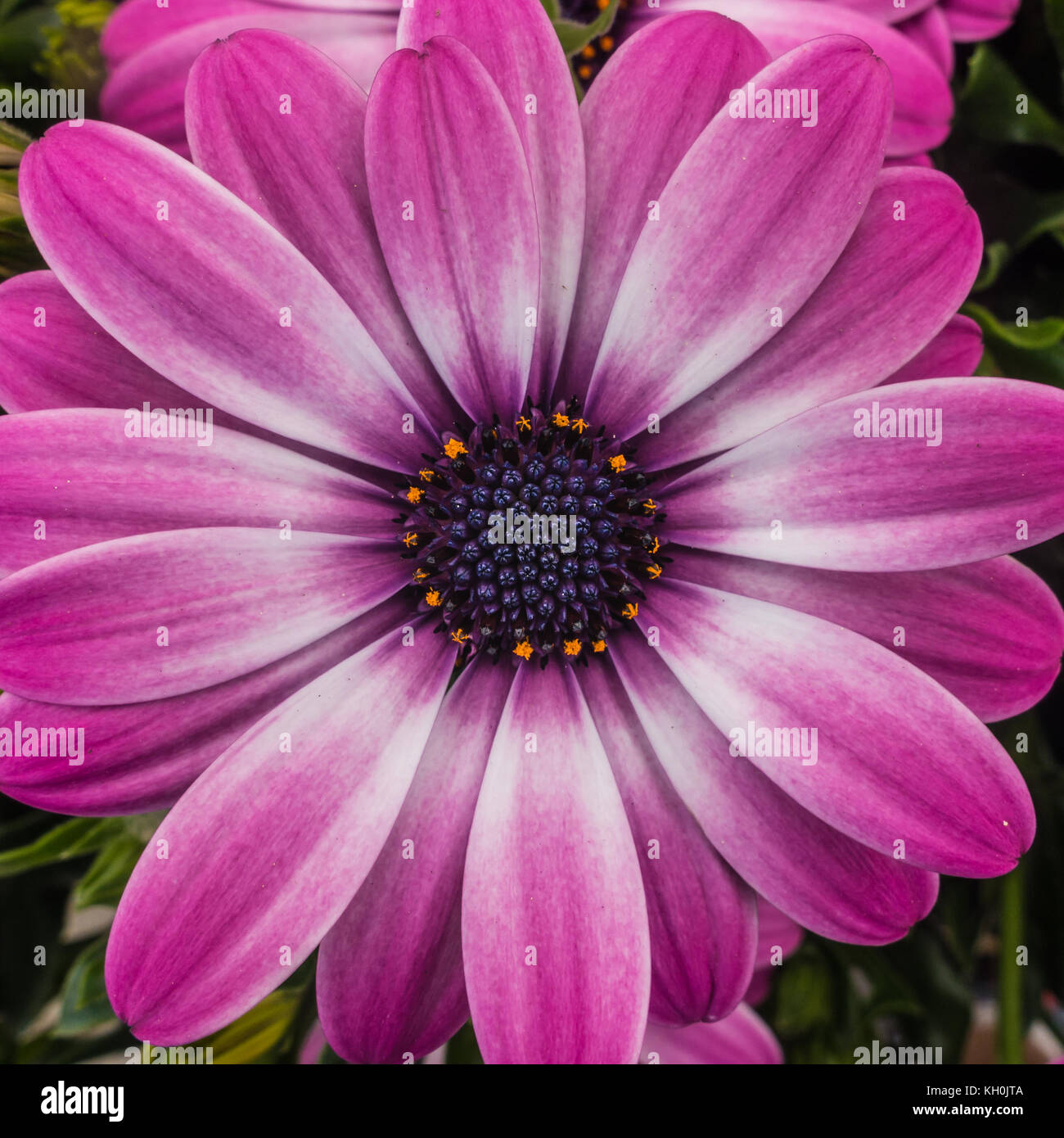 Un plan macro sur une belle fleur osteospermum rose. Banque D'Images
