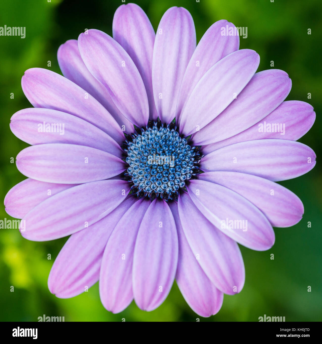 Un plan macro sur une jolie fleur osteospermum. Banque D'Images