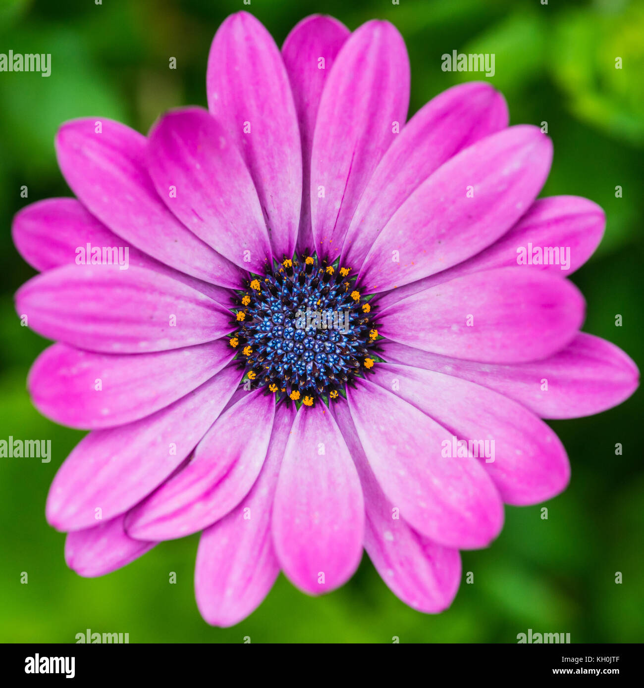 Un plan macro sur une fleur osteospermum rose avec un centre bleu. Banque D'Images
