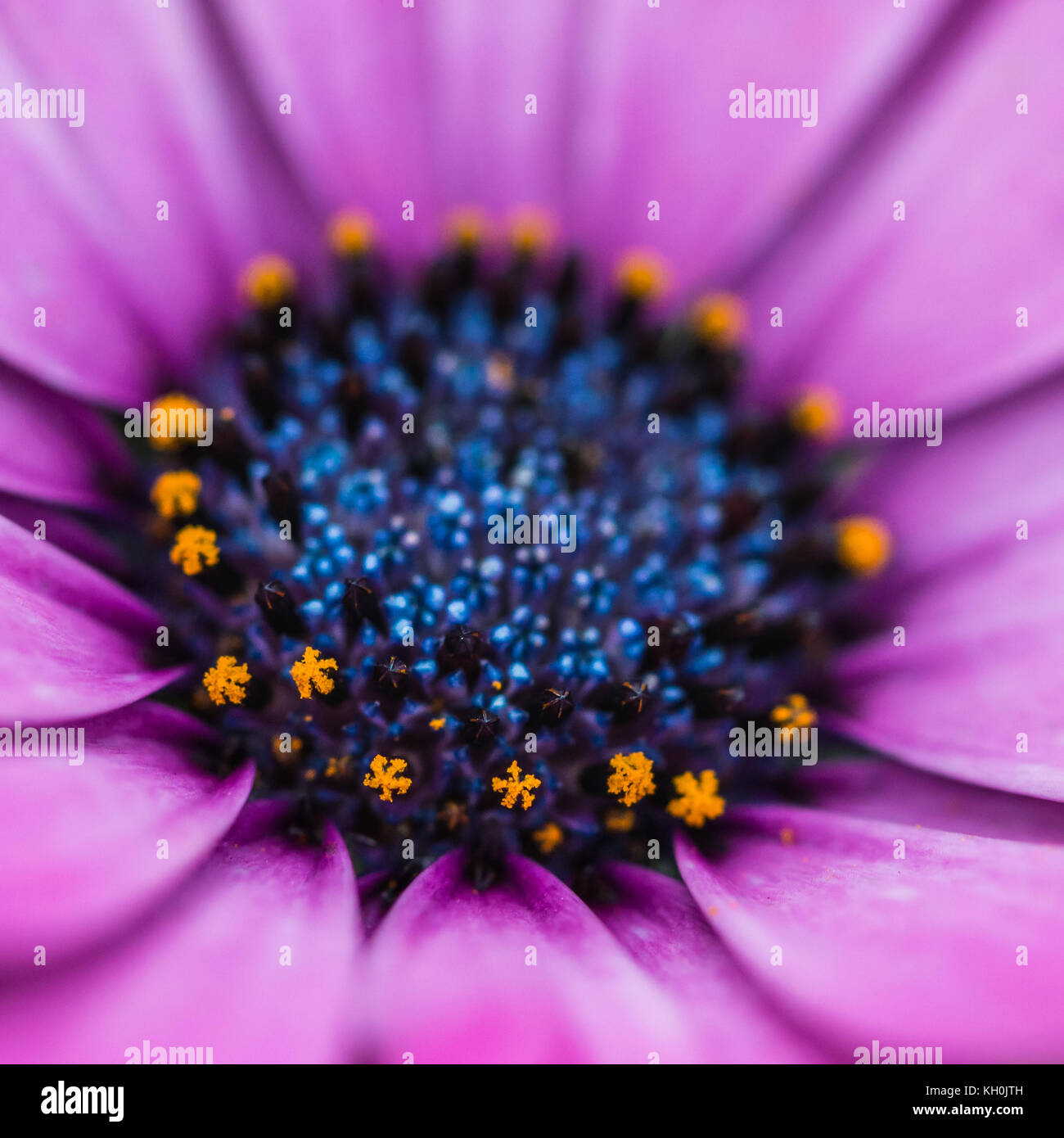 Un plan macro sur une fleur osteospermum rose avec un centre bleu. Banque D'Images