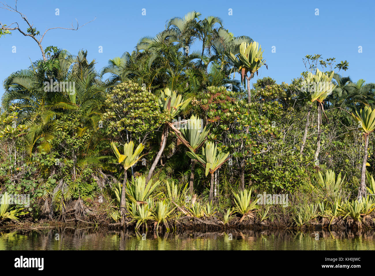 Plantes endemique de madagascar Banque de photographies et d'images à haute  résolution - Alamy
