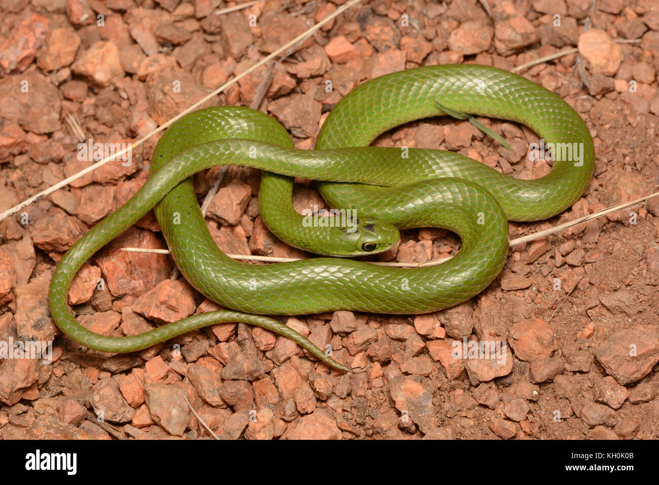 Smooth greensnake (Opheodrys vernalis) du comté de Jefferson, Colorado, USA. Banque D'Images