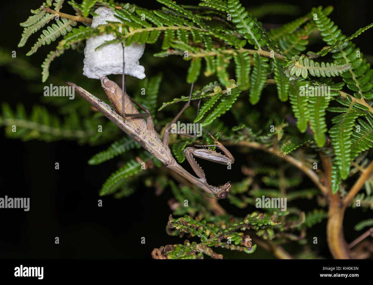 Une proie dans l'oeuf pose mantis mousse blanche pour la protection. Madagascar, Afrique Banque D'Images