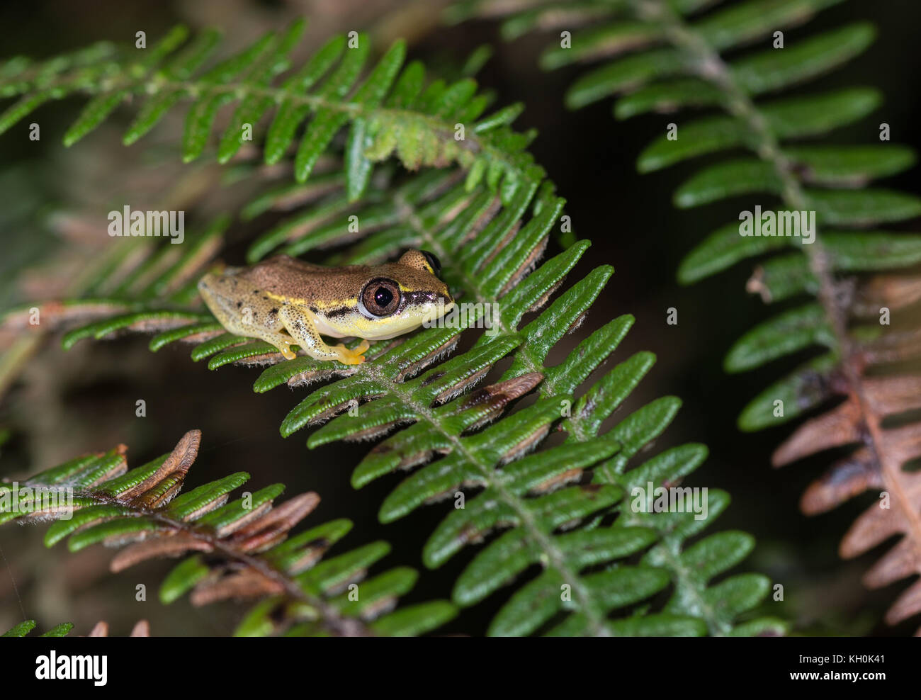 Une petite grenouille d'arbre sur une feuille. Madagascar, Afrique Banque D'Images