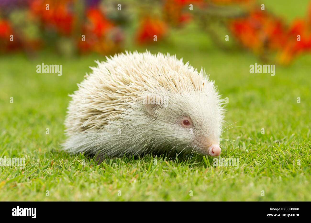 Hérisson dans le jardin d'été, albinos rare, pris de l'intérieur d'une ...