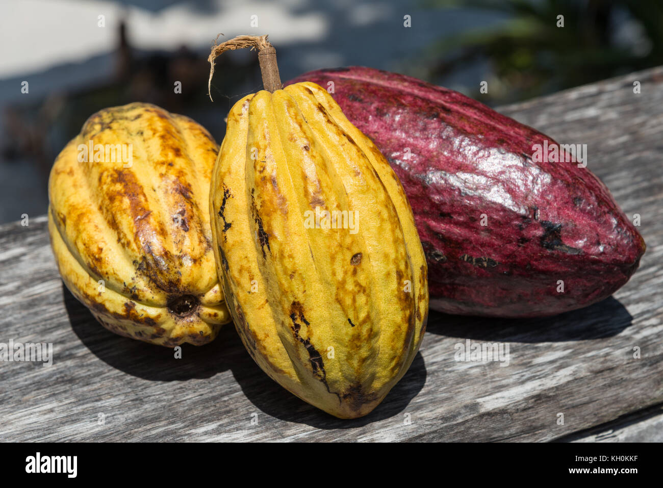 Fruits colorés les cabosses de cacao de Madagascar, Afrique. Banque D'Images