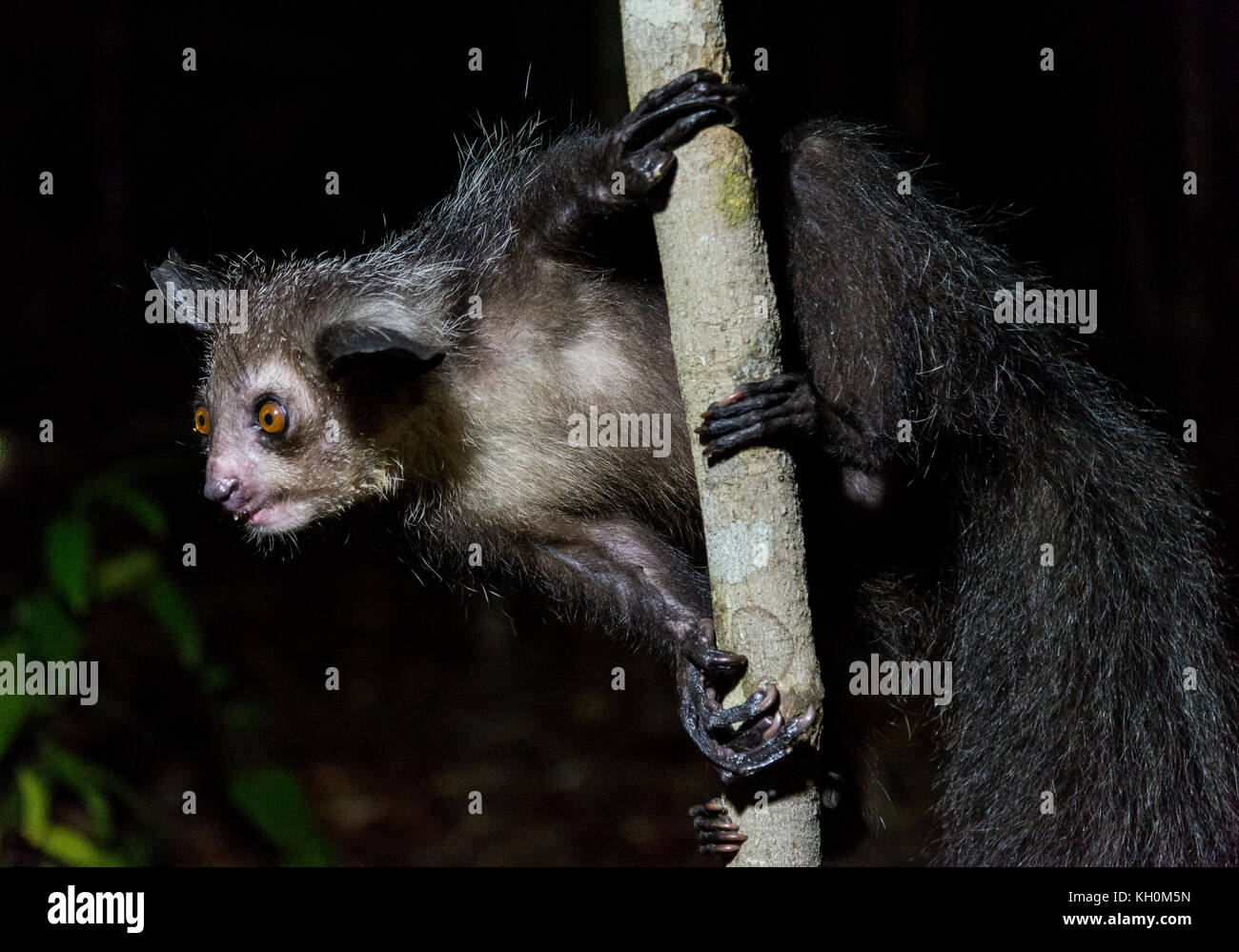 Aye Aye, daubentonia madagascariensis, un lémurien nocturne originaire de Madagascar, l'Afrique. Banque D'Images