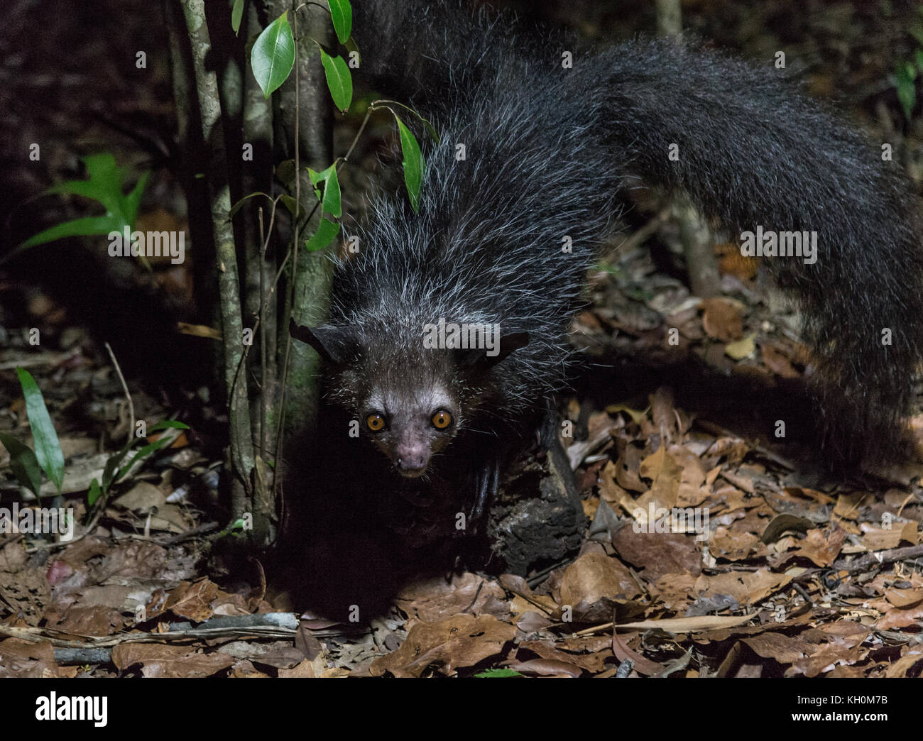 Aye Aye, daubentonia madagascariensis, un lémurien nocturne originaire de Madagascar, l'Afrique. Banque D'Images