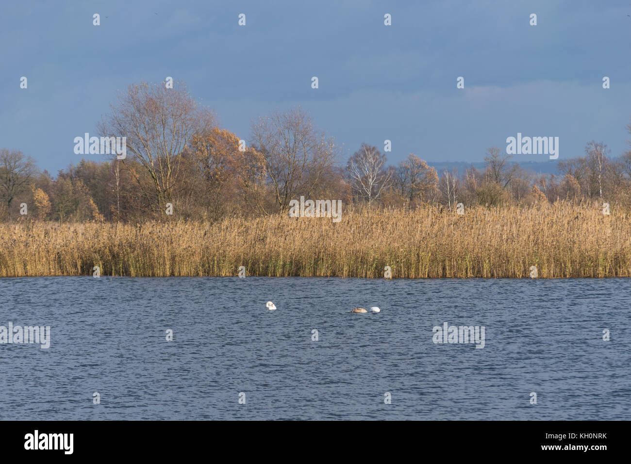 Przeciszów, Natura 2000, la Pologne, l'Europe. 11 Nov 2017, une autre journée ensoleillée de l'automne doré polonais. Les arbres en pleine palette de couleurs. Météo encourage une manière active d'passer du temps. Credit : w124merc / Alamy Live News Banque D'Images