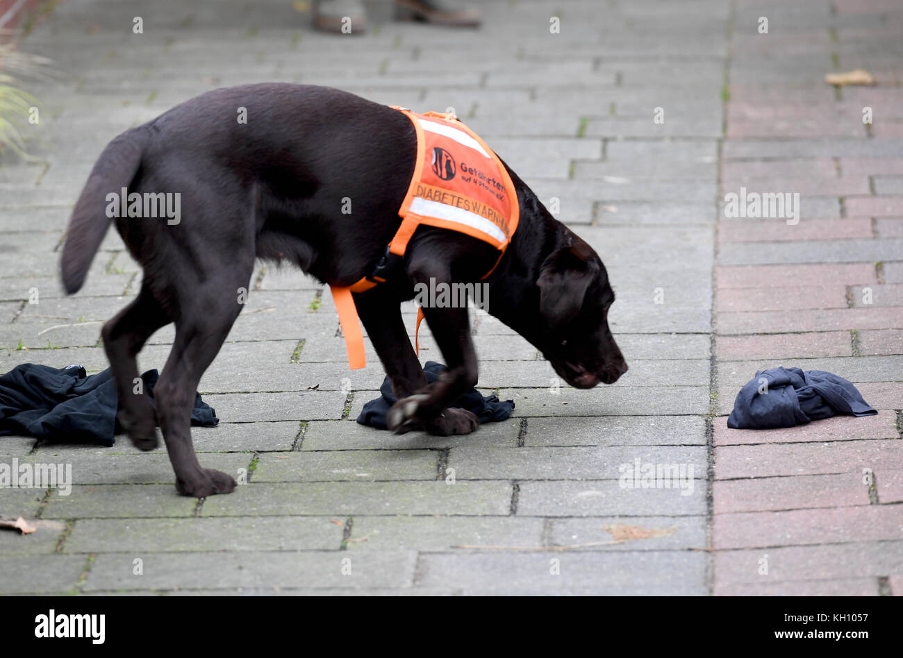 Eckernfoerde, Allemagne. Nov 8, 2017. chien labrador lilith sent