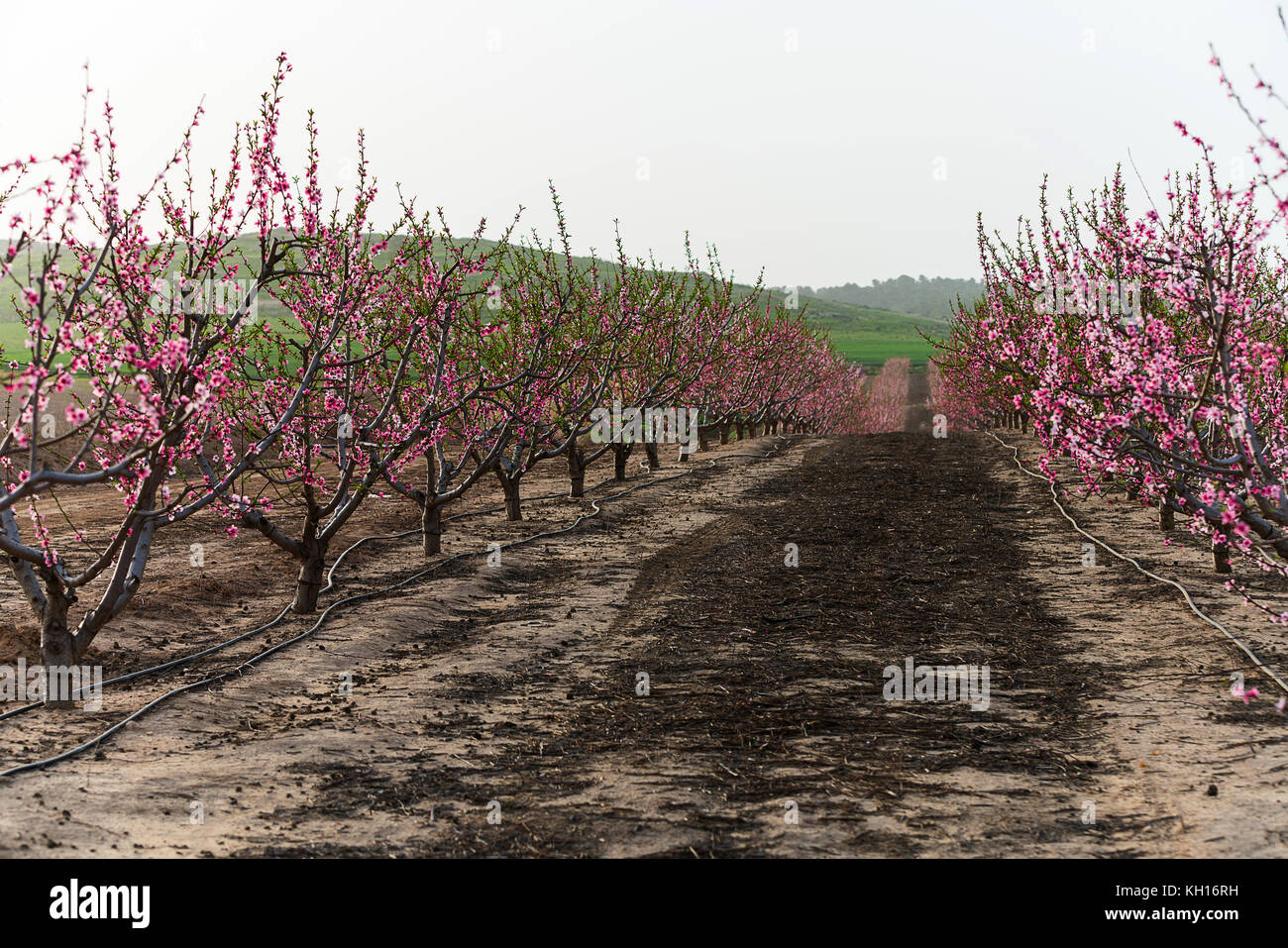 Paysage rural, blooming peach garden, l'industrie agricole Banque D'Images