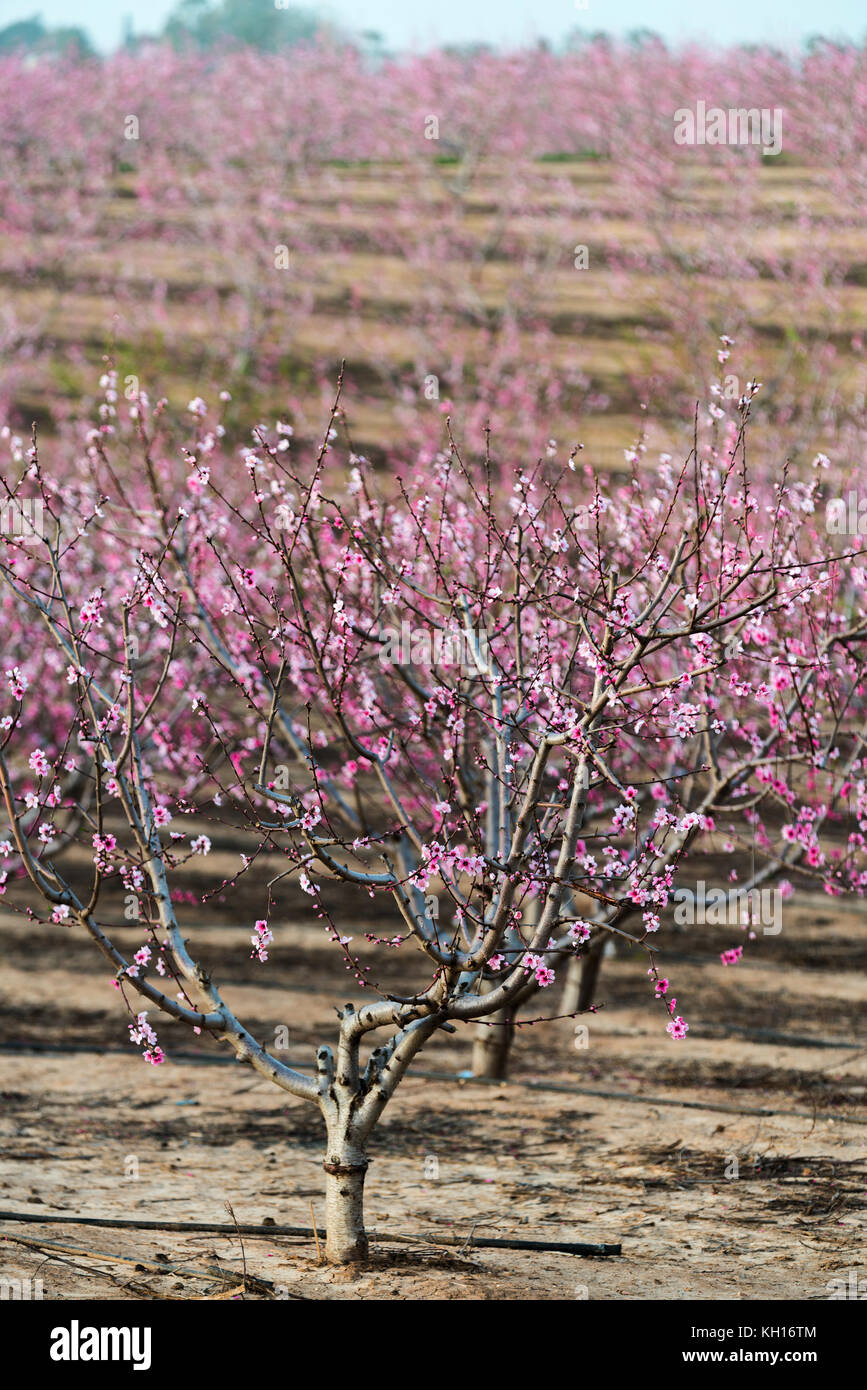 Paysage rural, blooming peach garden, l'industrie agricole Banque D'Images
