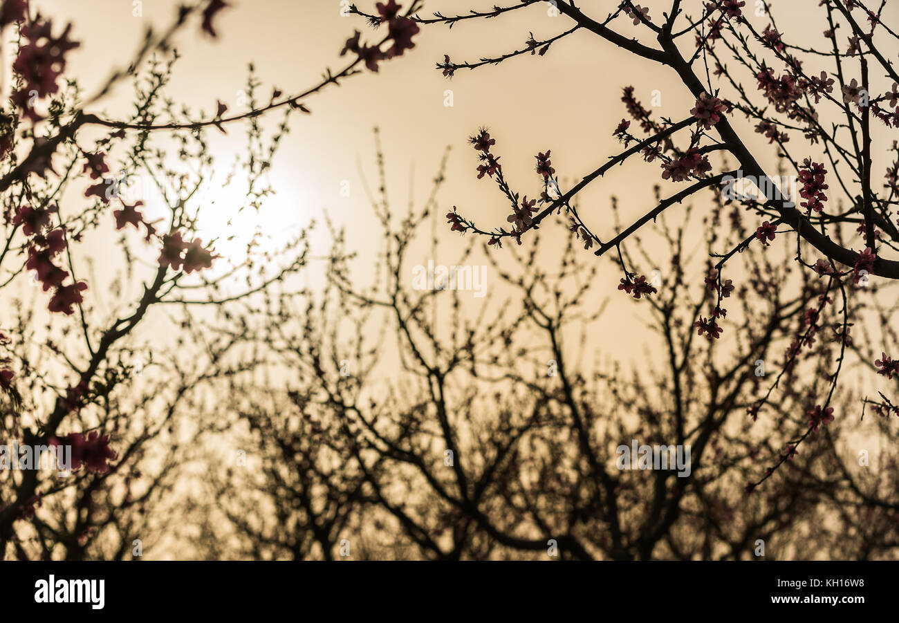 Paysage rural, blooming peach garden, l'industrie agricole Banque D'Images