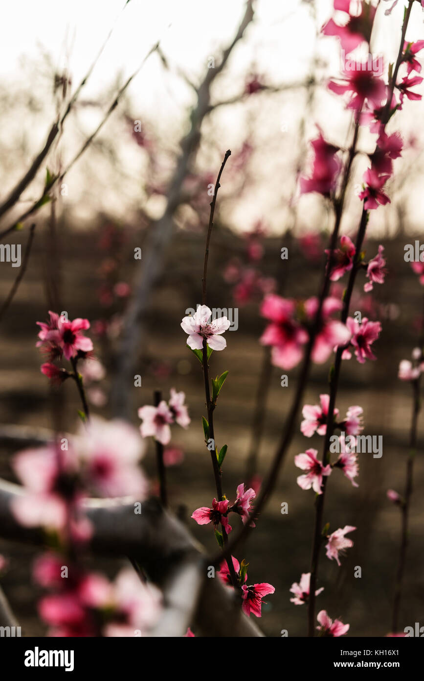 Paysage rural, blooming peach garden, l'industrie agricole Banque D'Images