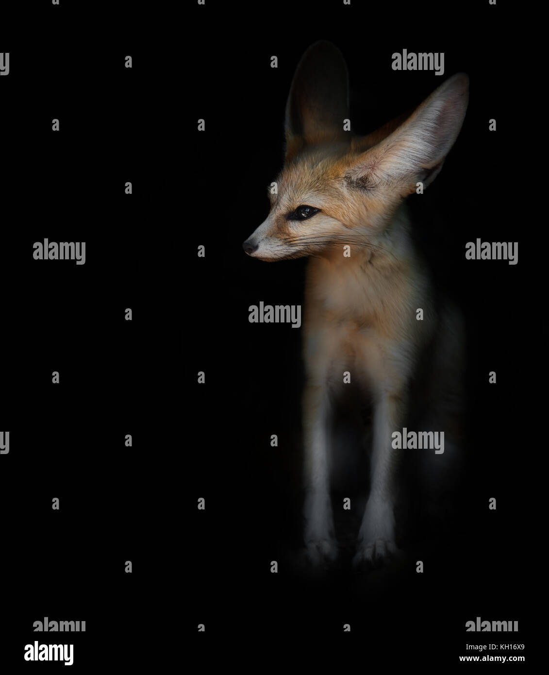Desert Fox fenech assis sur un fond noir Banque D'Images