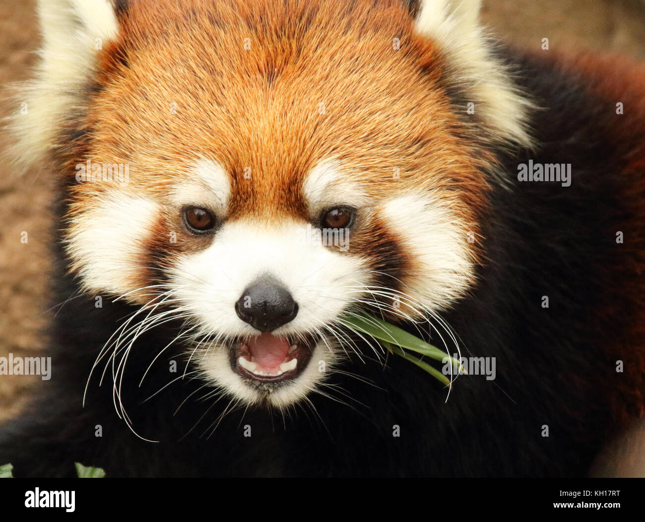 Un panda rouge donnant un grognement sourd tandis que l'alimentation. Banque D'Images