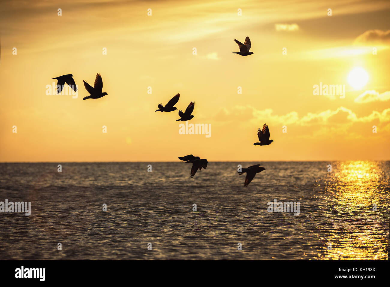 Beau lever de soleil et les oiseaux en plein vol sur la surface de la mer Banque D'Images