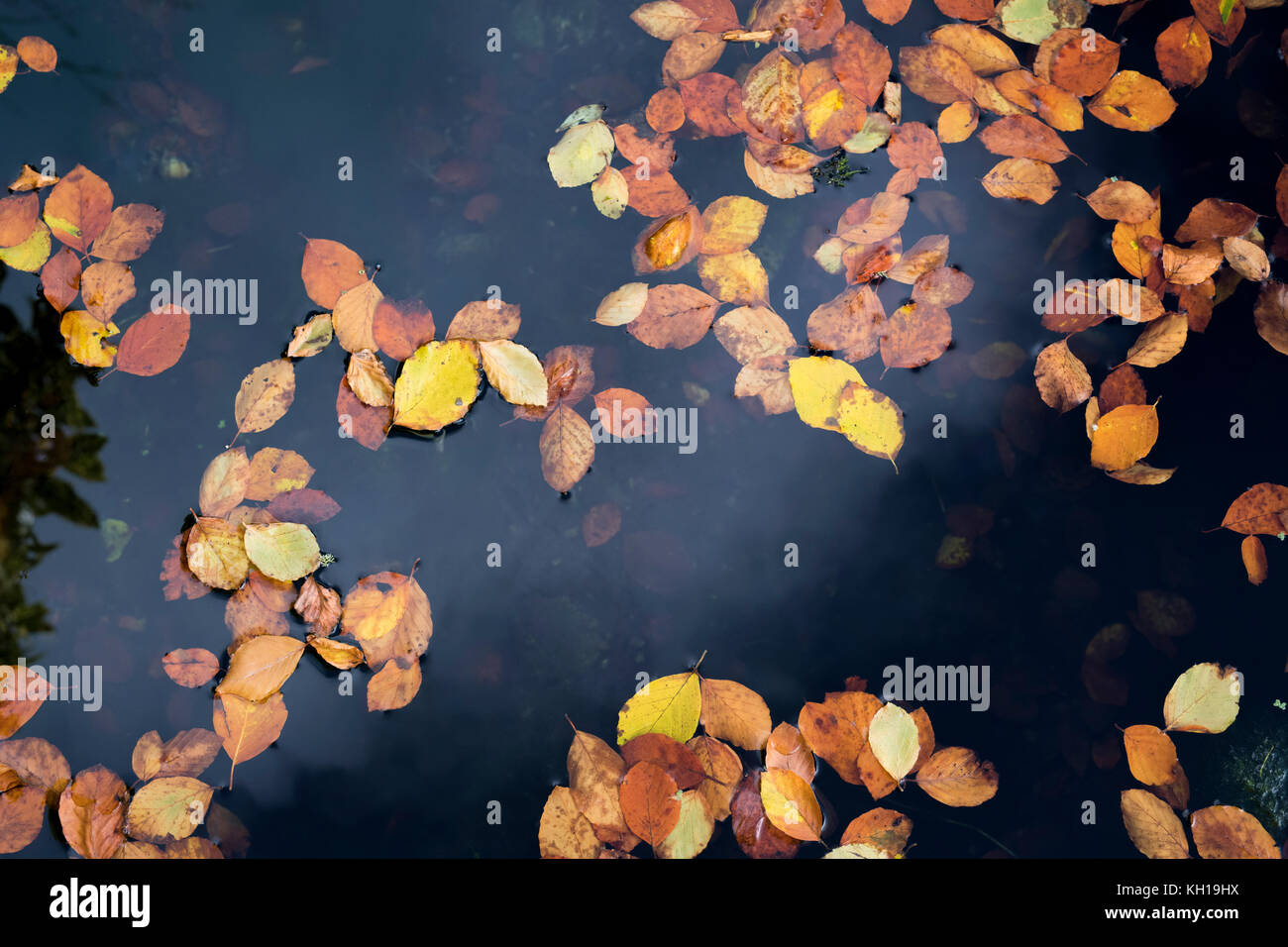Silver Birch automne feuilles flottant sur l'eau sombre. UK Banque D'Images
