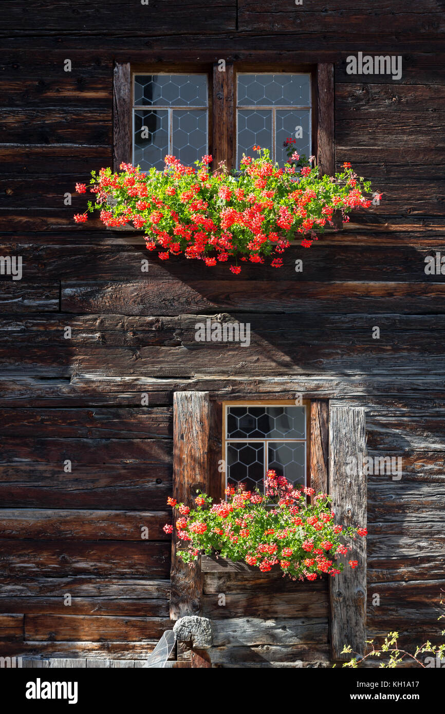 BLATTEN, SUISSE - SEPT. 25, 2017 : Windows dans un vieux chalet en bois traditionnel avec fenêtre caisses remplies de fleurs rouge éclairée par la lumière du soleil. Banque D'Images