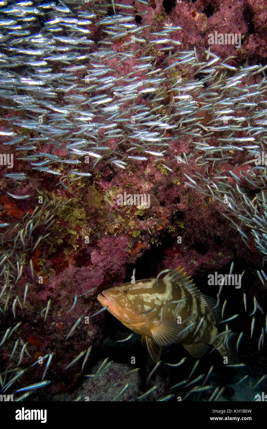 Grouper de Nassau, Epinephelus striatus, une espèce en voie de disparition, dans une école de baitfish, le refuge marin national Florida Keys Banque D'Images