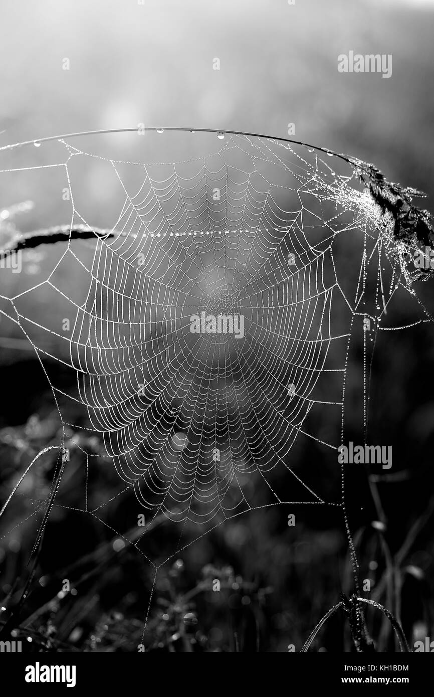 Belle Spider web sur les Fleurs photographiées en close-up Banque D'Images