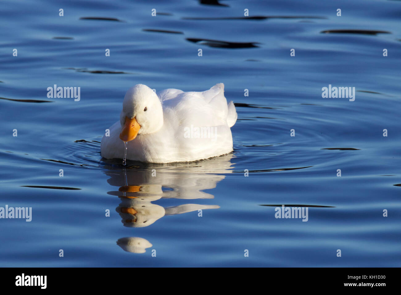 Peu de natation canard blanc sur l'eau bleue Banque D'Images