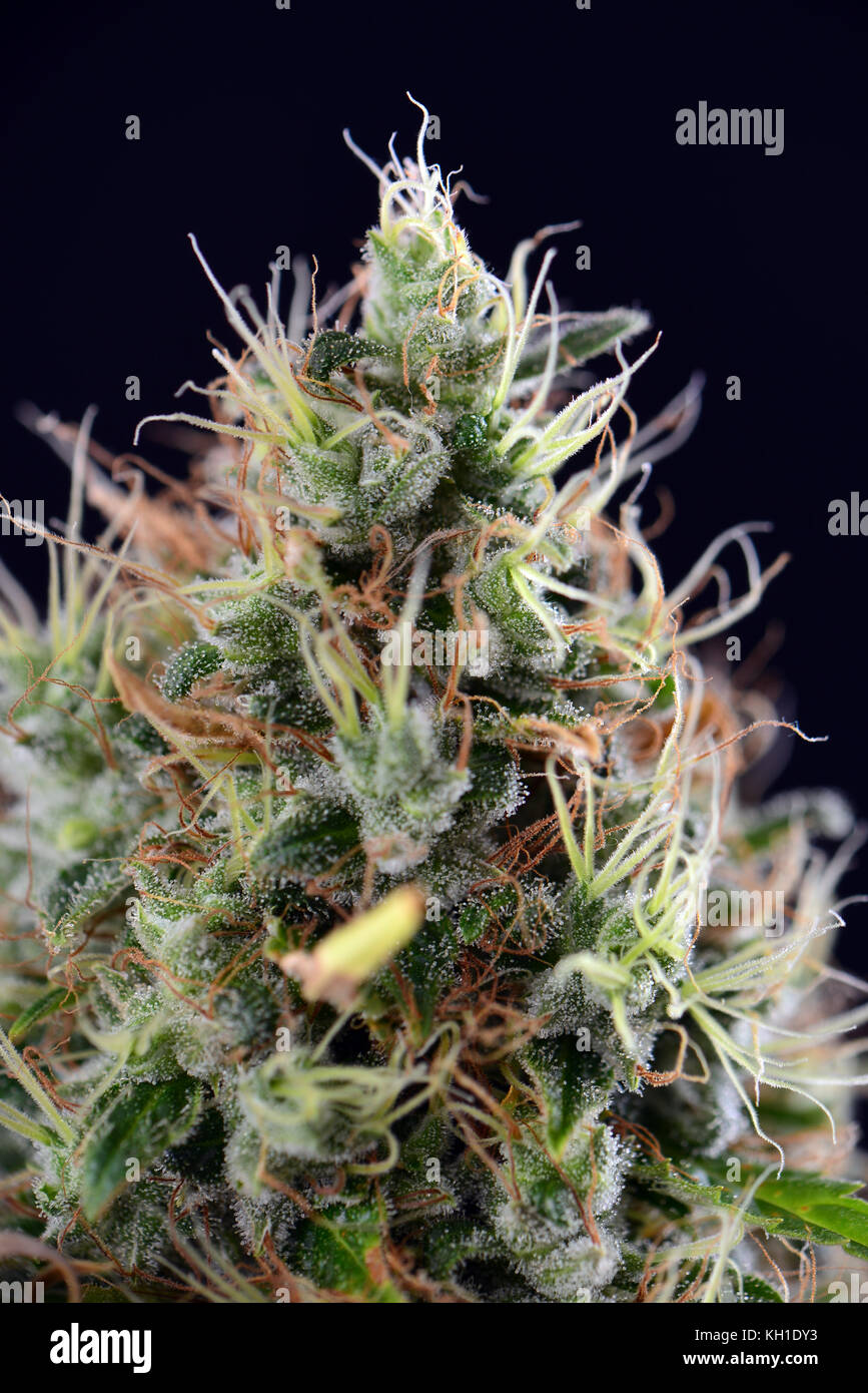 Close up detail du cannabis cola sour diesel (variété de marijuana) avec des poils visibles, trichomes et laisse sur la fin de la floraison Banque D'Images