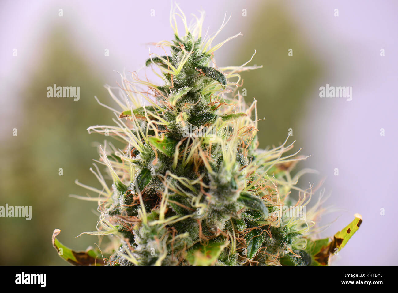 Close up detail du cannabis cola sour diesel (variété de marijuana) avec des poils visibles, trichomes et laisse sur la fin de la floraison Banque D'Images