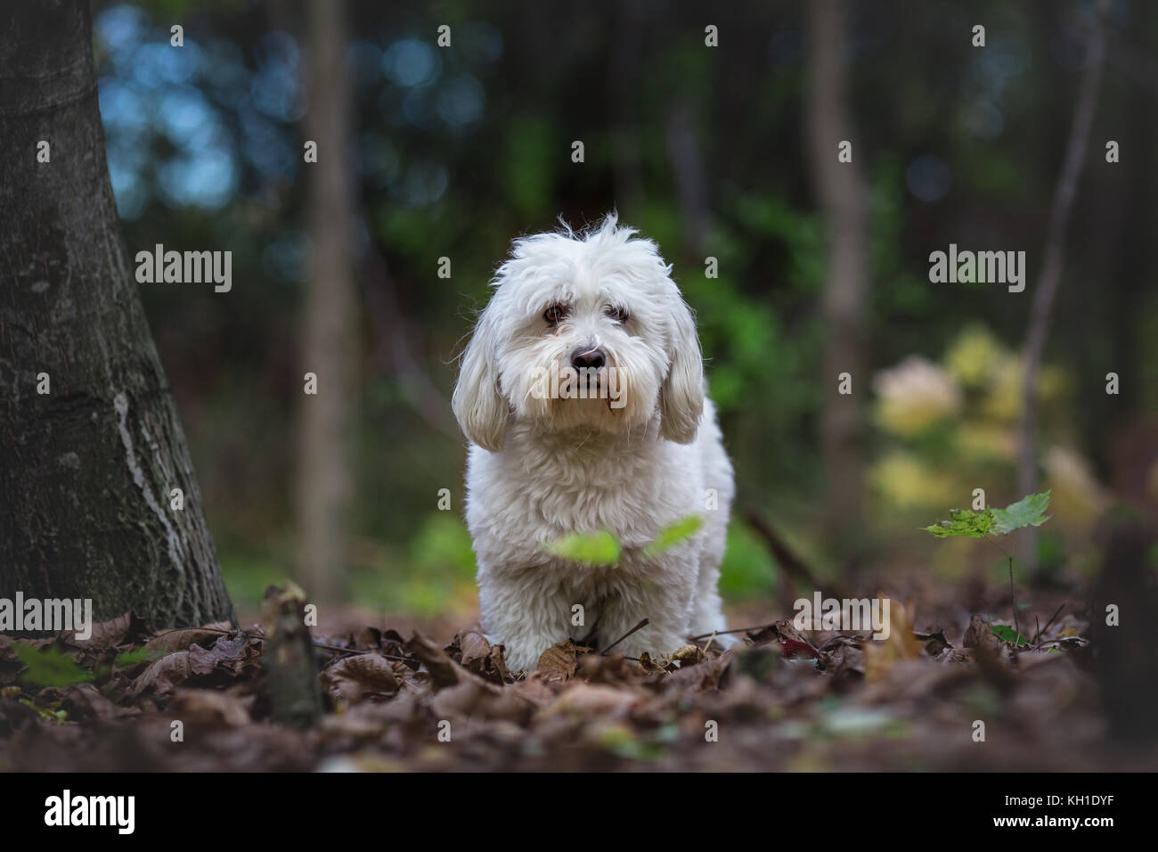 Coton de Tuléar chien dans le bois Banque D'Images