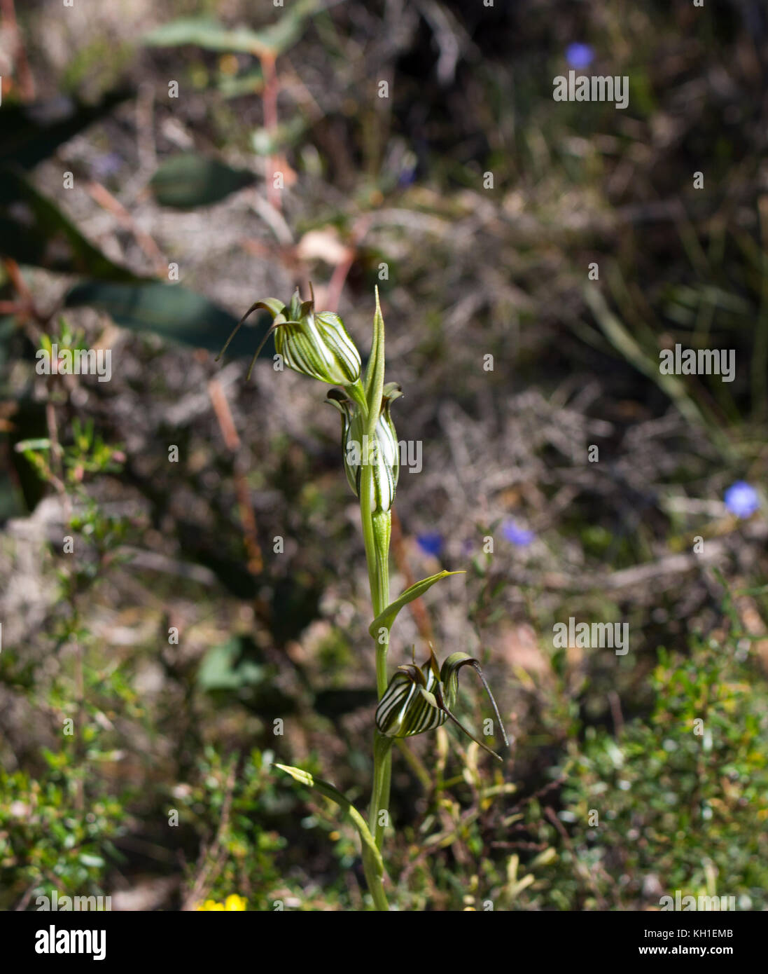 Orchid Pterostylis Greenhood bagués l'une des 120 espèces de plantes dans la famille des orchidées, Orchidaceae, grandissant dans l'Manea Park, Bunbury, Australie occidentale. Banque D'Images