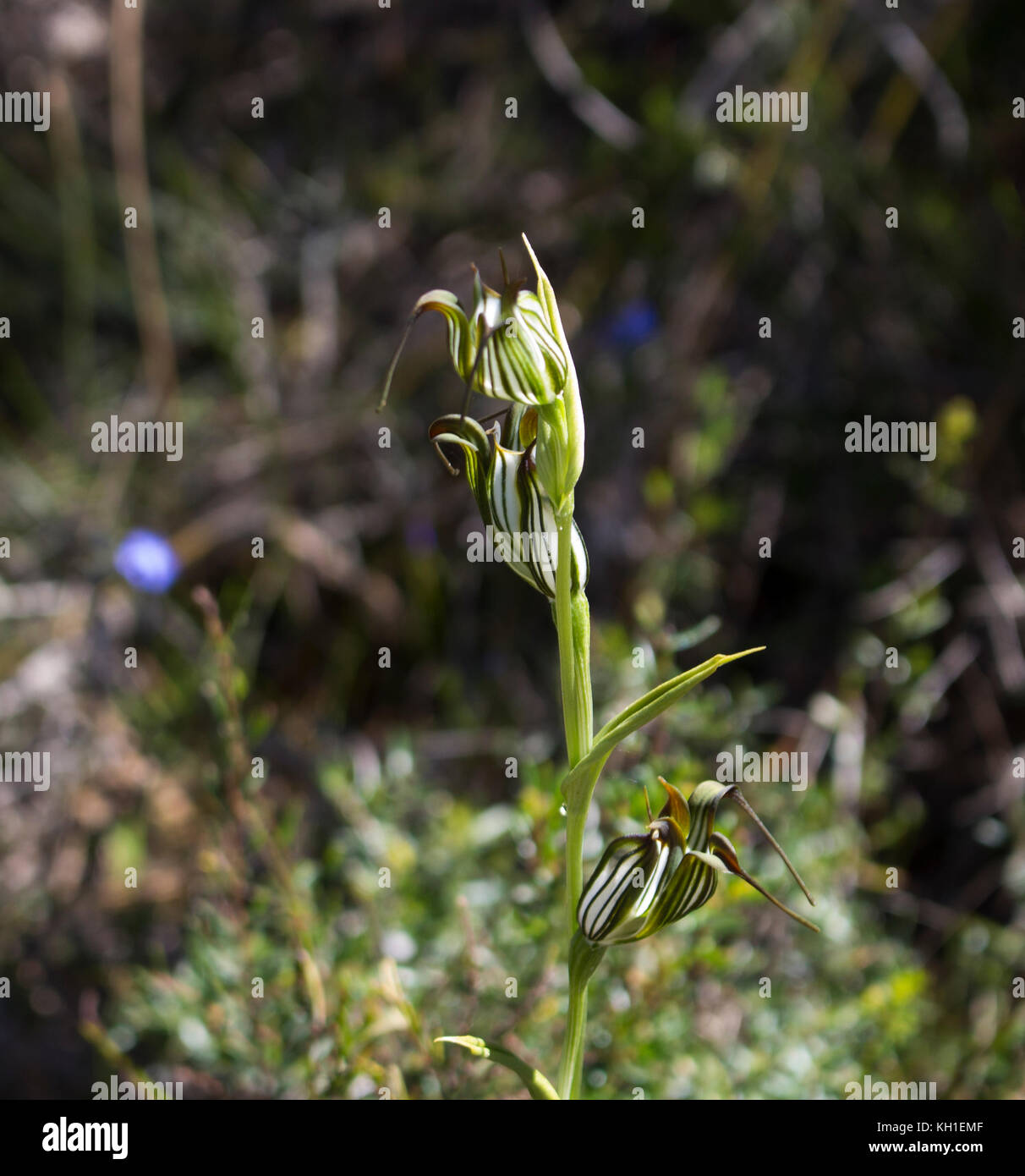Orchid Pterostylis Greenhood bagués l'une des 120 espèces de plantes dans la famille des orchidées, Orchidaceae, grandissant dans l'Manea Park, Bunbury, Australie occidentale. Banque D'Images