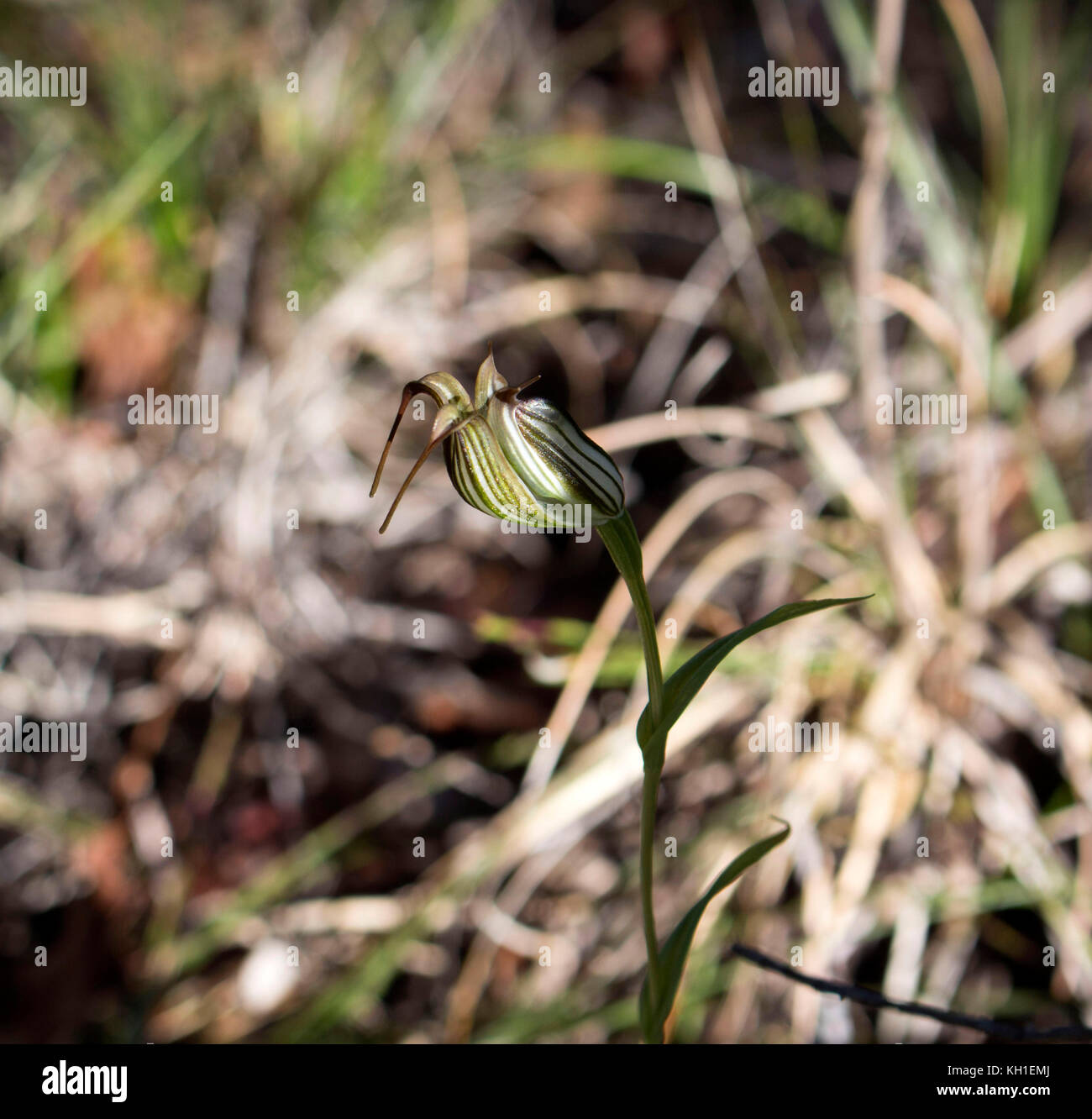 Orchid Pterostylis Greenhood bagués l'une des 120 espèces de plantes dans la famille des orchidées, Orchidaceae, grandissant dans l'Manea Park, Bunbury, Australie occidentale. Banque D'Images