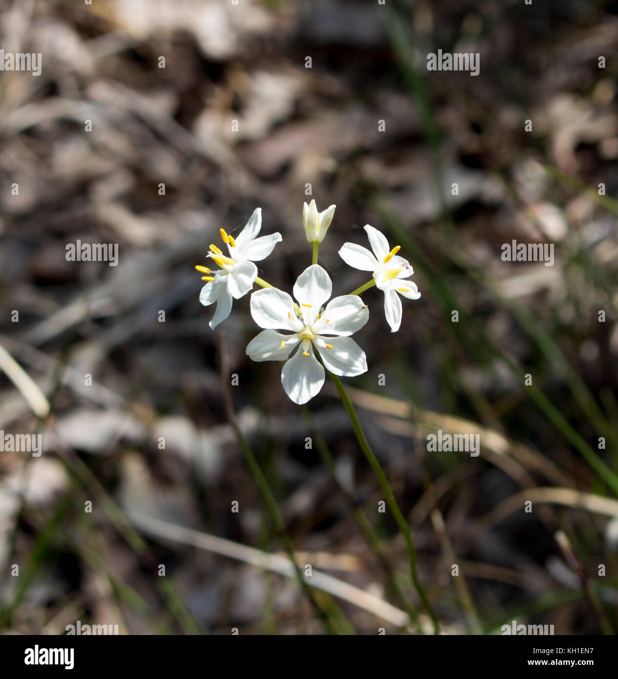 Burchardia congesta (milkmaids) une herbe vivace native du sud-ouest de l'Australie , croissance au printemps en Manea Park Bunbury. Banque D'Images