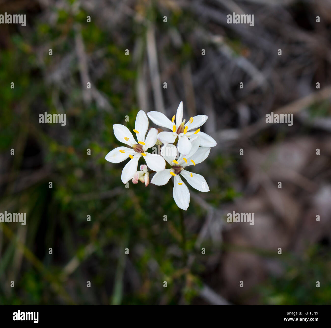 Burchardia congesta (milkmaids) une herbe vivace native du sud-ouest de l'Australie , croissance au printemps en Manea Park Bunbury. Banque D'Images