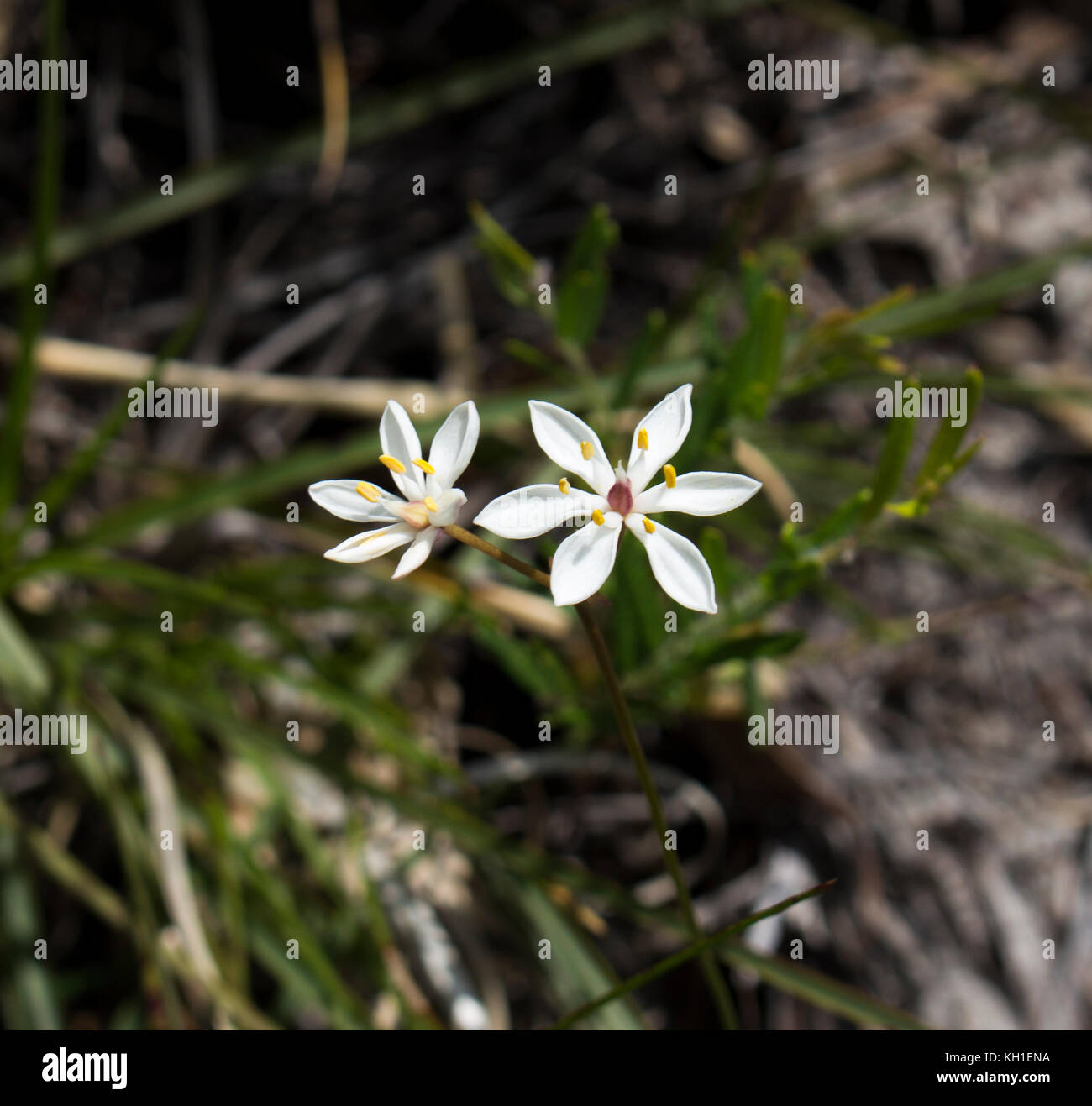 Burchardia congesta (milkmaids) une herbe vivace native du sud-ouest de l'Australie , croissance au printemps en Manea Park Bunbury. Banque D'Images
