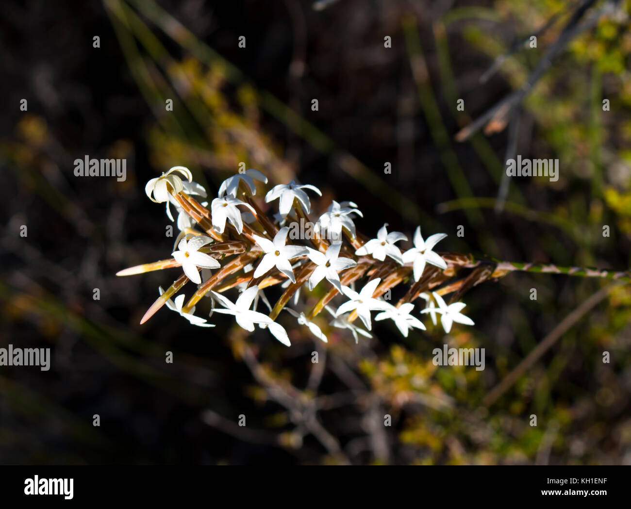 Lysinema Wildflower ciliatum une plante de la famille des Ericaceae endémique à l'ouest de l'Australie avec cari fleurs parfumées. Banque D'Images