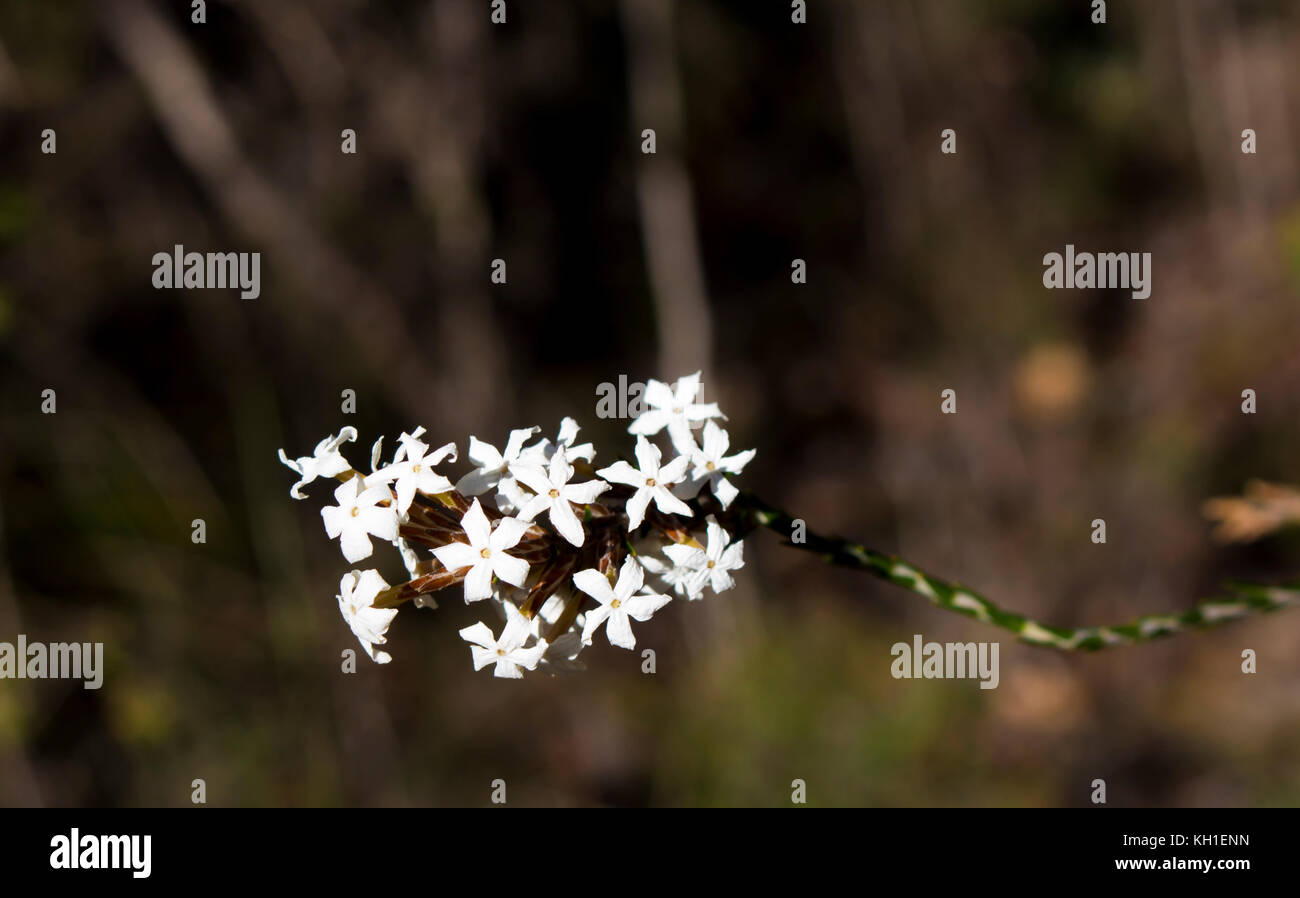 Lysinema Wildflower ciliatum une plante de la famille des Ericaceae endémique à l'ouest de l'Australie avec cari fleurs parfumées. Banque D'Images