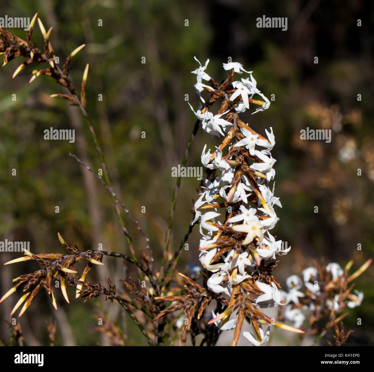 Lysinema Wildflower ciliatum une plante de la famille des Ericaceae endémique à l'ouest de l'Australie avec cari fleurs parfumées. Banque D'Images