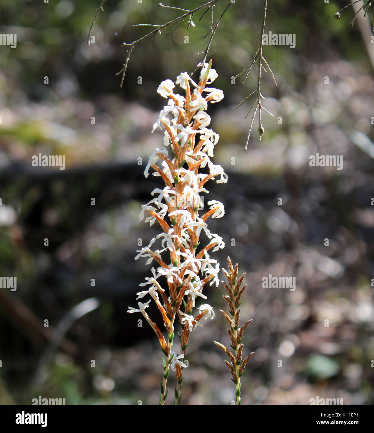 Lysinema Wildflower ciliatum une plante de la famille des Ericaceae endémique à l'ouest de l'Australie avec cari fleurs parfumées. Banque D'Images