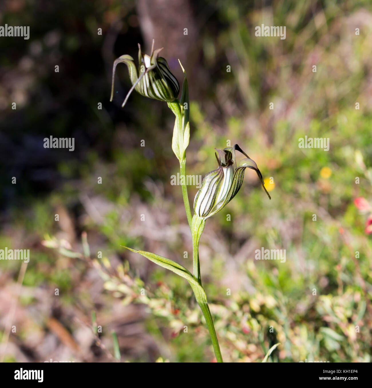 Orchid Pterostylis Greenhood bagués l'une des 120 espèces de plantes dans la famille des orchidées, Orchidaceae, grandissant dans l'Manea Park, Bunbury, Australie occidentale. Banque D'Images