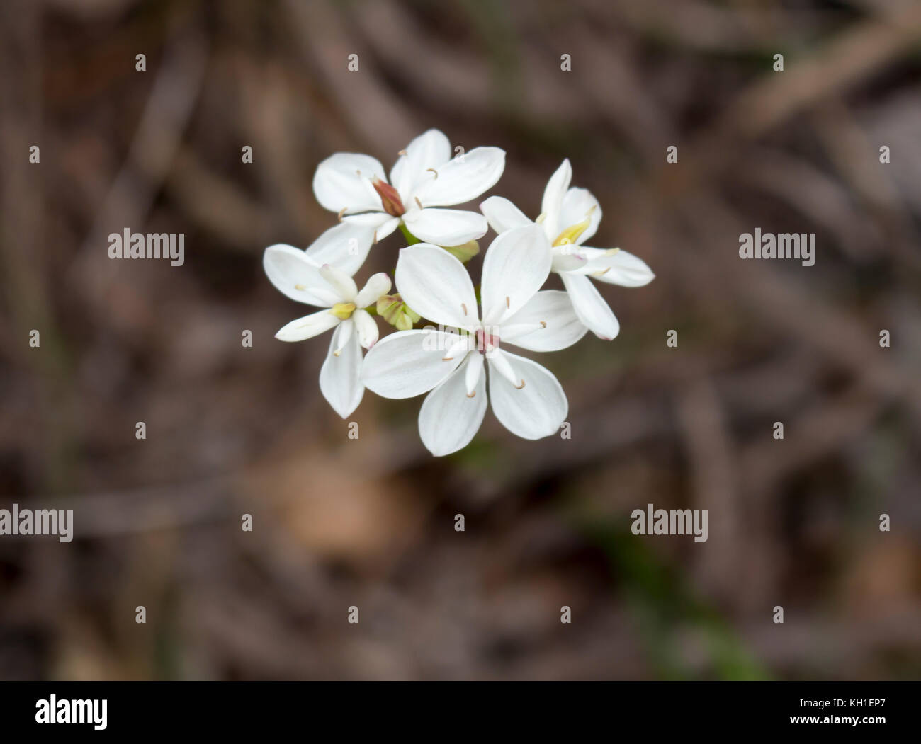Burchardia congesta (milkmaids) une herbe vivace native du sud-ouest de l'Australie , croissance au printemps en Manea Park Bunbury. Banque D'Images